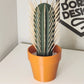 3D Simulation Cactus Bonsai Toothpick Case