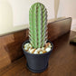 3D Simulation Cactus Bonsai Toothpick Case
