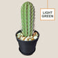 3D Simulation Cactus Bonsai Toothpick Case