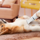 Multifunctional Mini Electric Hair Trimmer for Dogs & Cats