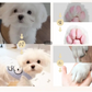 Multifunctional Mini Electric Hair Trimmer for Dogs & Cats